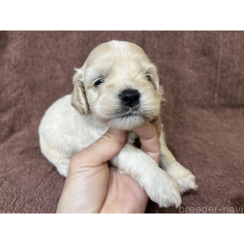 販売中の茨城県のコッカプー:アメリカンコッカースパニエル×トイプードル-437196の5枚目