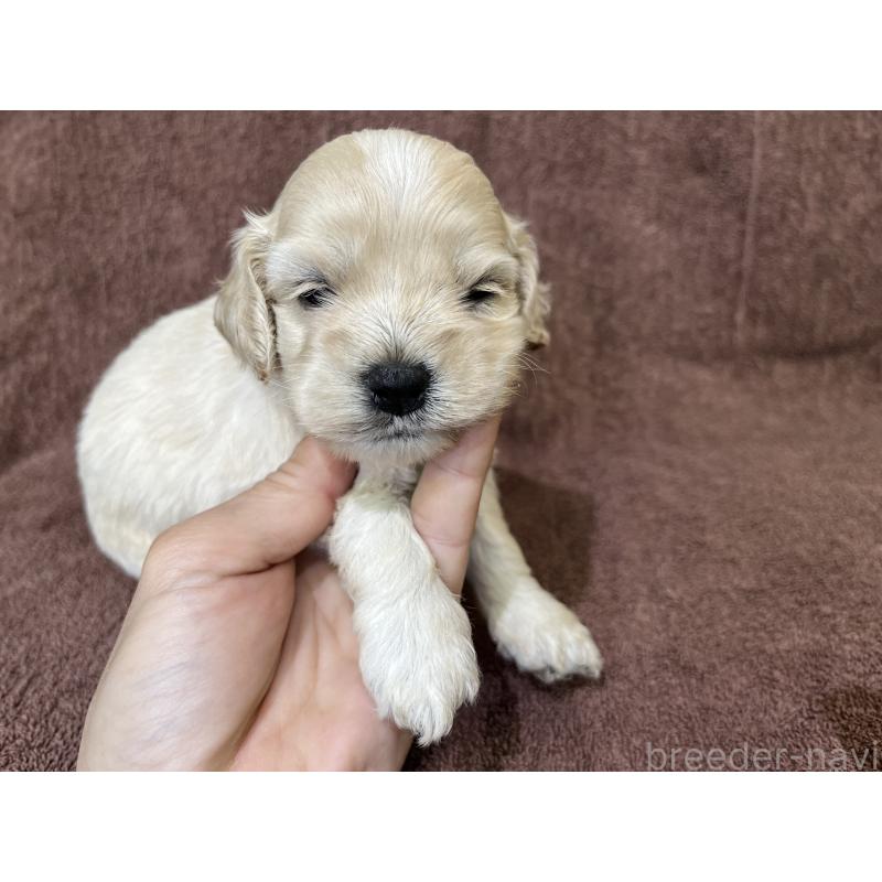 販売中の茨城県のコッカプー:アメリカンコッカースパニエル×トイプードル-437196の4枚目