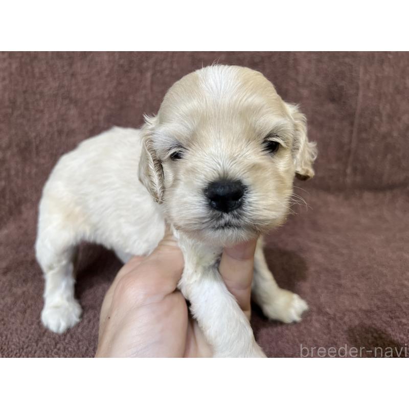 販売中の茨城県のコッカプー:アメリカンコッカースパニエル×トイプードル-437196の3枚目