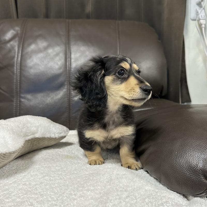 販売中の兵庫県のミニチュアダックスフンド(ロングヘアード)-435902の8枚目