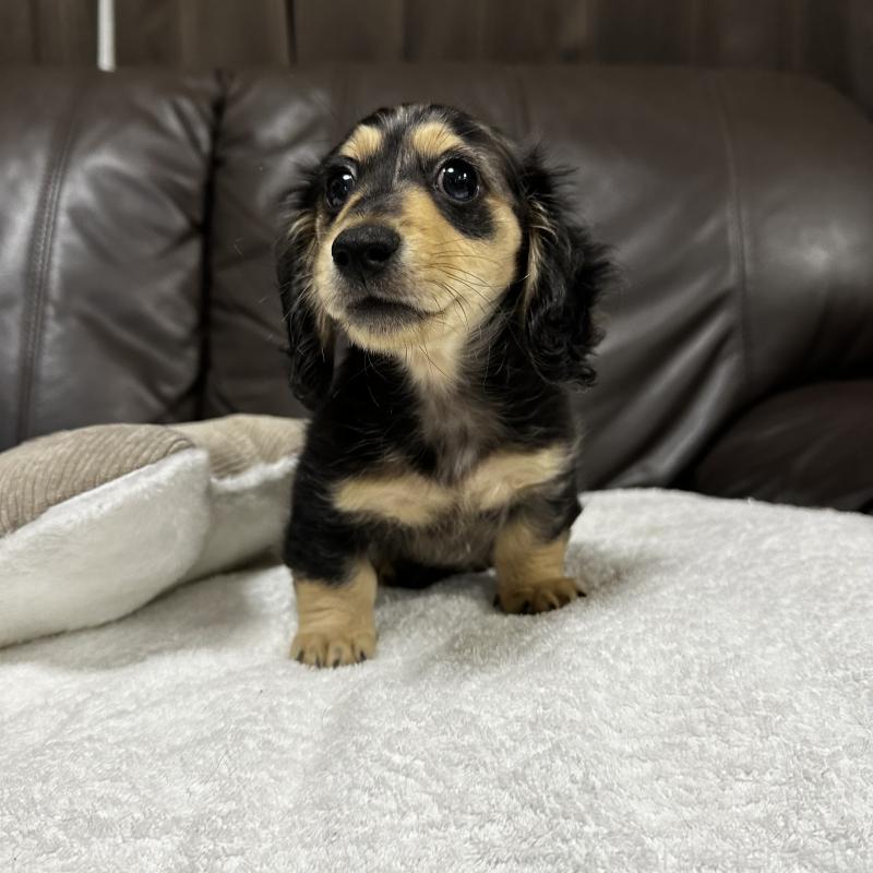 販売中の兵庫県のミニチュアダックスフンド(ロングヘアード)-435902の7枚目