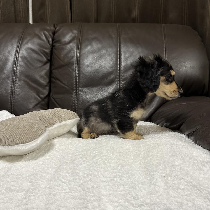 販売中の兵庫県のミニチュアダックスフンド(ロングヘアード)-435902の6枚目