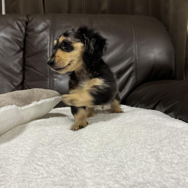 販売中の兵庫県のミニチュアダックスフンド(ロングヘアード)-435902の5枚目