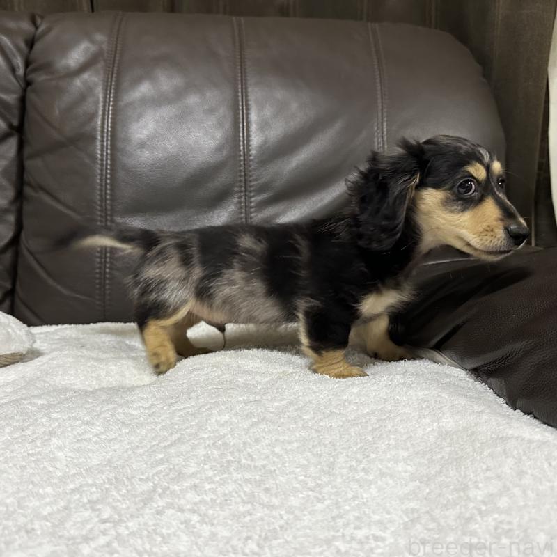 販売中の兵庫県のミニチュアダックスフンド(ロングヘアード)-435902の4枚目