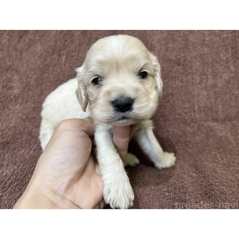 販売中の茨城県のコッカプー:アメリカンコッカースパニエル×トイプードル-437198の15枚目