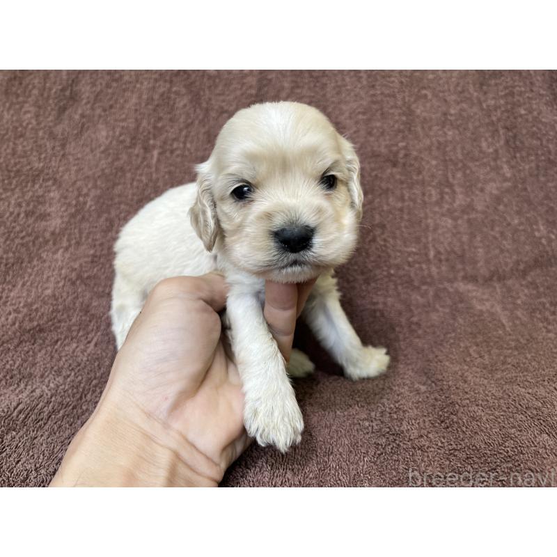 販売中の茨城県のコッカプー:アメリカンコッカースパニエル×トイプードル-437198の13枚目