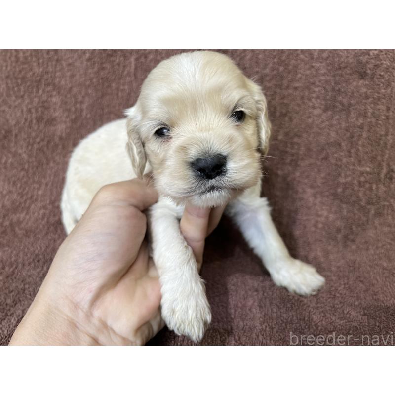 販売中の茨城県のコッカプー:アメリカンコッカースパニエル×トイプードル-437198の11枚目