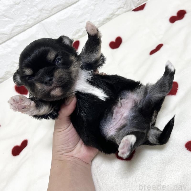 販売中の福岡県のチワマル:チワワ×マルチーズ-437197