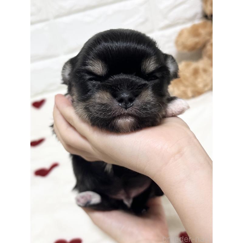 販売中の福岡県のチワマル:チワワ×マルチーズ-437197の6枚目