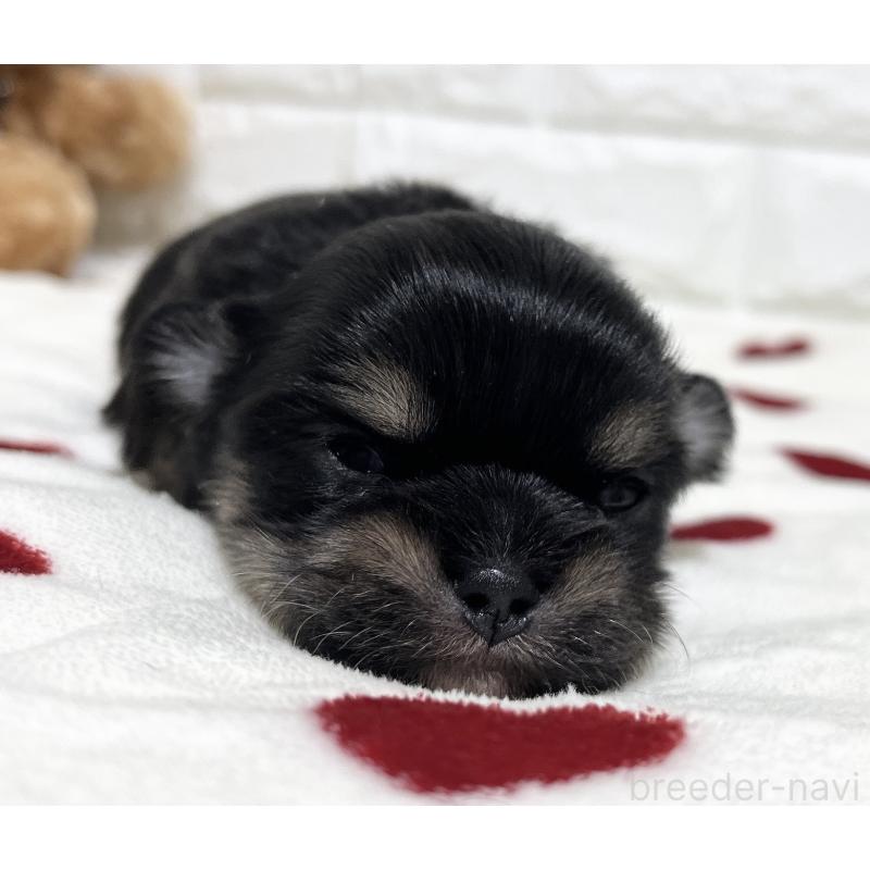 販売中の福岡県のチワマル:チワワ×マルチーズ-437197の5枚目