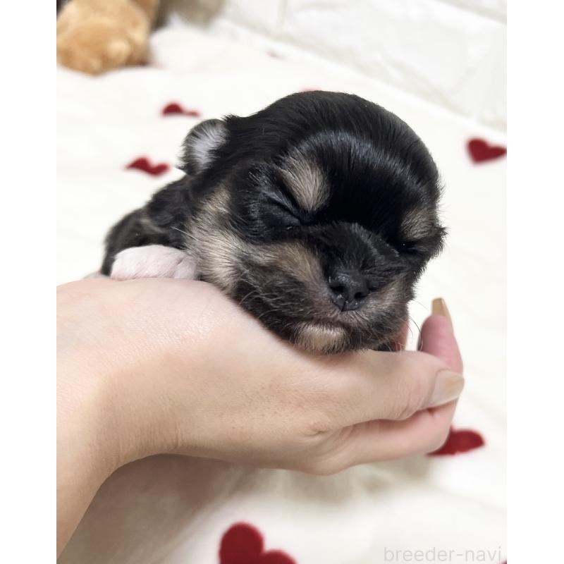 販売中の福岡県のチワマル:チワワ×マルチーズ-437197の4枚目