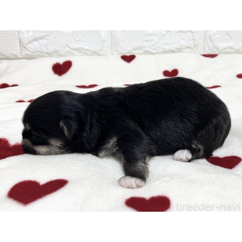 販売中の福岡県のチワマル:チワワ×マルチーズ-437197の3枚目