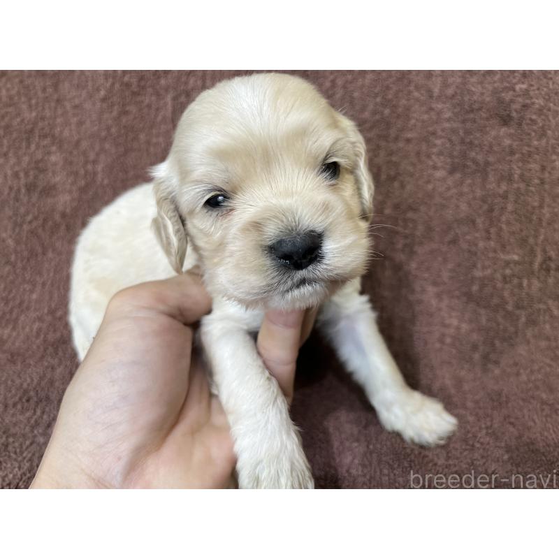 販売中の茨城県のコッカプー:アメリカンコッカースパニエル×トイプードル-437198の10枚目