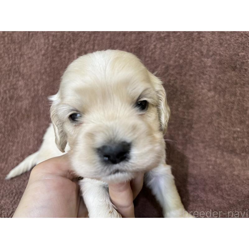 販売中の茨城県のコッカプー:アメリカンコッカースパニエル×トイプードル-437198の9枚目