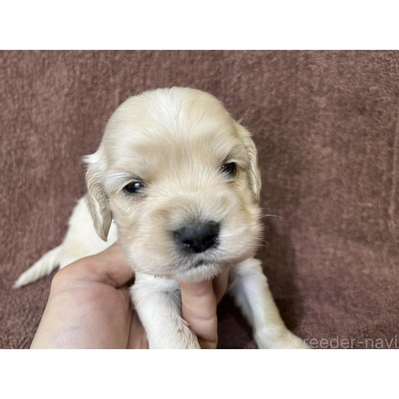 販売中の茨城県のコッカプー:アメリカンコッカースパニエル×トイプードル-437198の8枚目