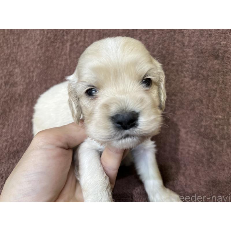 販売中の茨城県のコッカプー:アメリカンコッカースパニエル×トイプードル-437198の7枚目