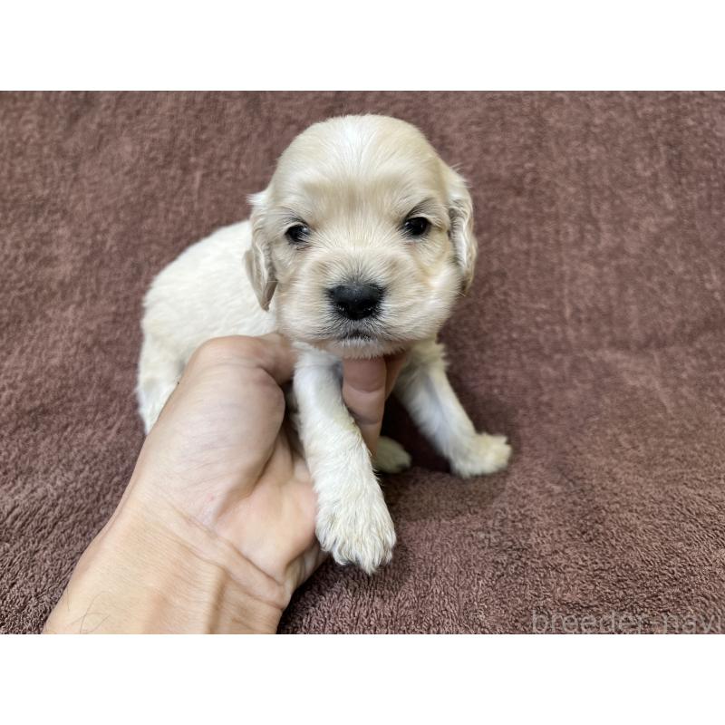 販売中の茨城県のコッカプー:アメリカンコッカースパニエル×トイプードル-437198の5枚目