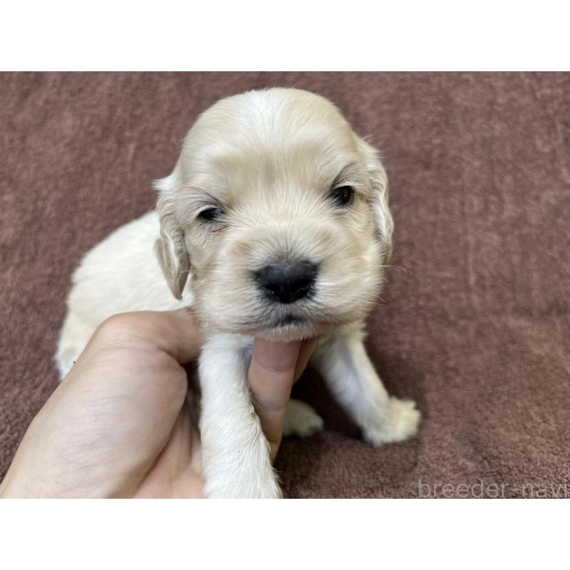 販売中の茨城県のコッカプー:アメリカンコッカースパニエル×トイプードル-437198の4枚目