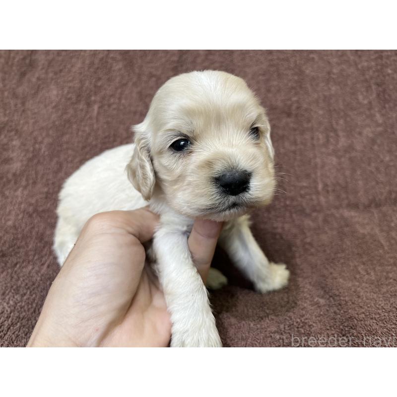 販売中の茨城県のコッカプー:アメリカンコッカースパニエル×トイプードル-437198の3枚目