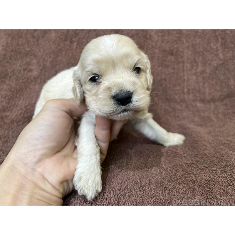 販売中の茨城県のコッカプー:アメリカンコッカースパニエル×トイプードル-437198の2枚目