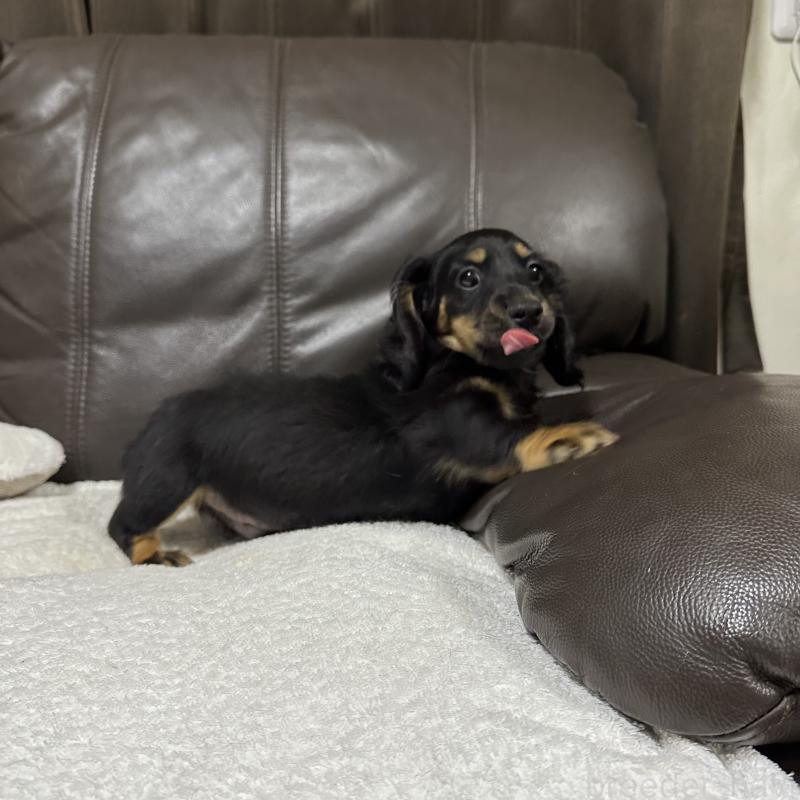 販売中の兵庫県のミニチュアダックスフンド(ロングヘアード)-435901の8枚目