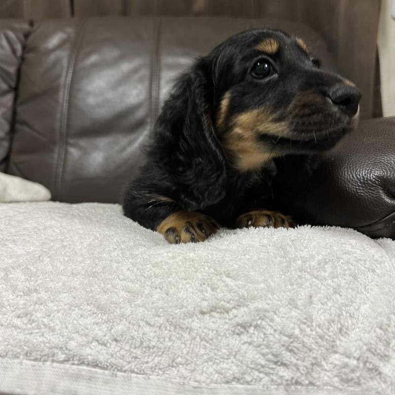 販売中の兵庫県のミニチュアダックスフンド(ロングヘアード)-435901の7枚目