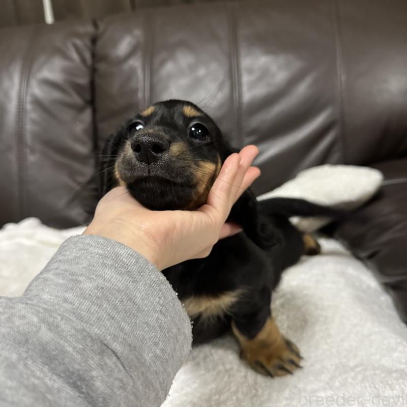 販売中の兵庫県のミニチュアダックスフンド(ロングヘアード)-435901の6枚目