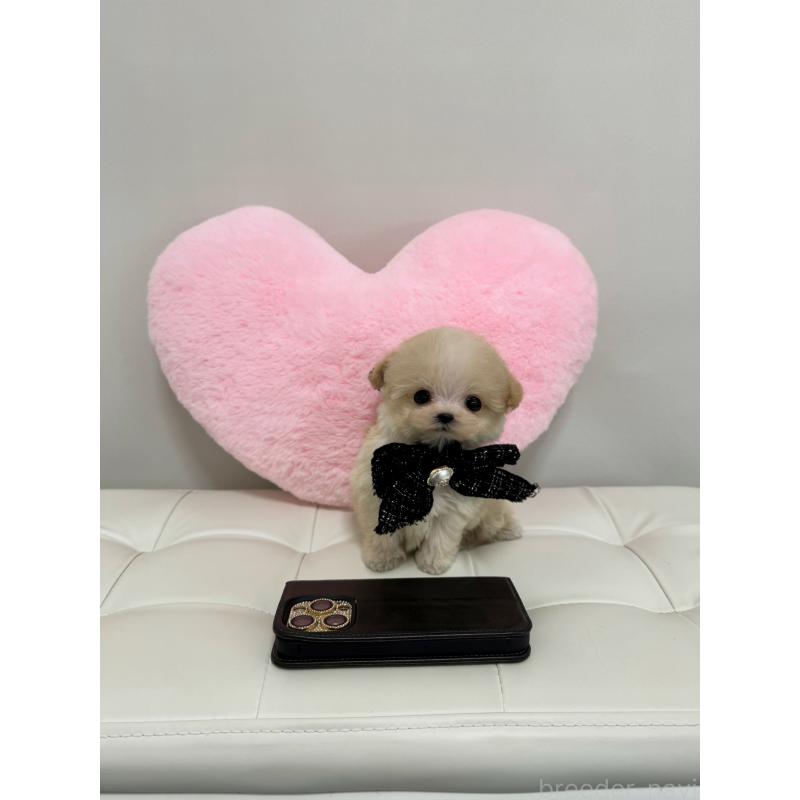 販売中の埼玉県のマルプー:マルチーズ×トイプードル-437203の4枚目