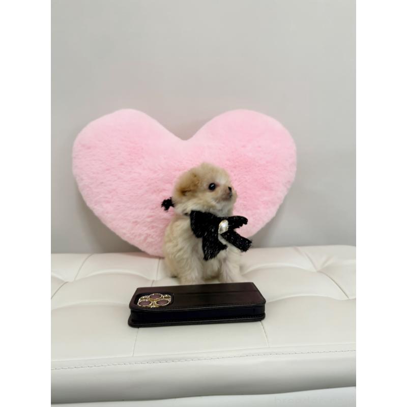 販売中の埼玉県のマルプー:マルチーズ×トイプードル-437203の3枚目