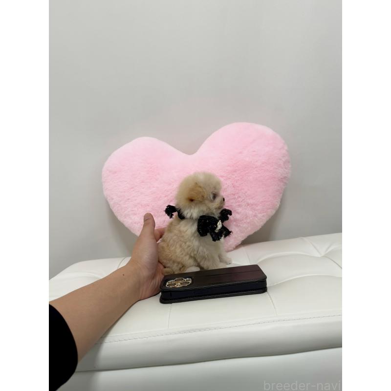 販売中の埼玉県のマルプー:マルチーズ×トイプードル-437203の2枚目