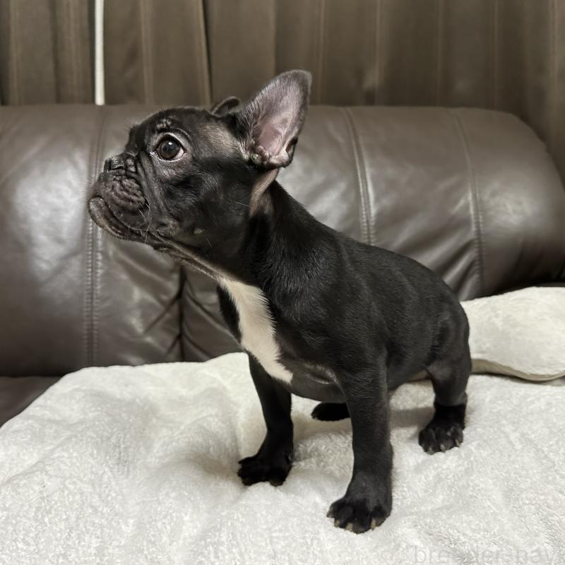 成約済の兵庫県のフレンチブルドッグ-426937の5枚目