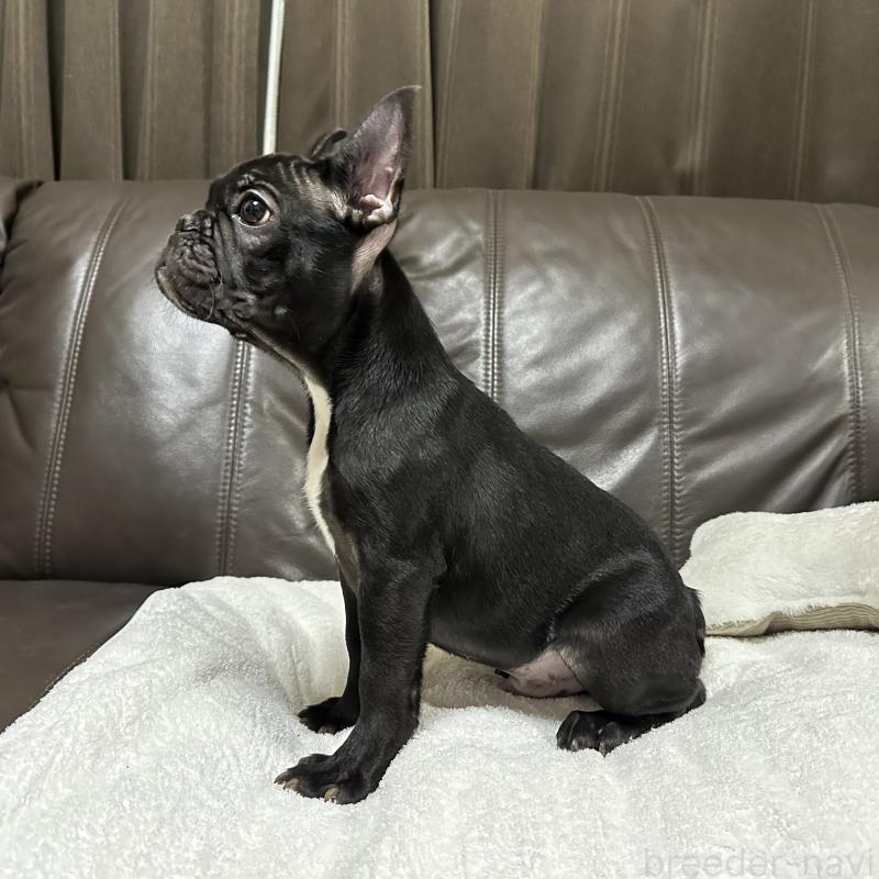 成約済の兵庫県のフレンチブルドッグ-426937の4枚目