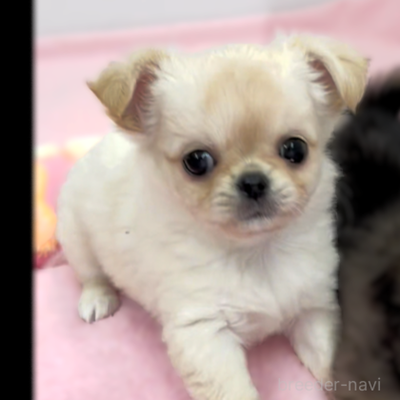 販売中の神奈川県のチワワ(ロングコート)-433262