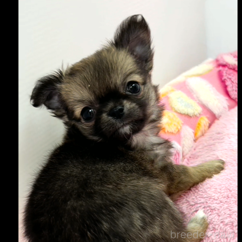 販売中の神奈川県のチワワ(ロングコート)-433260