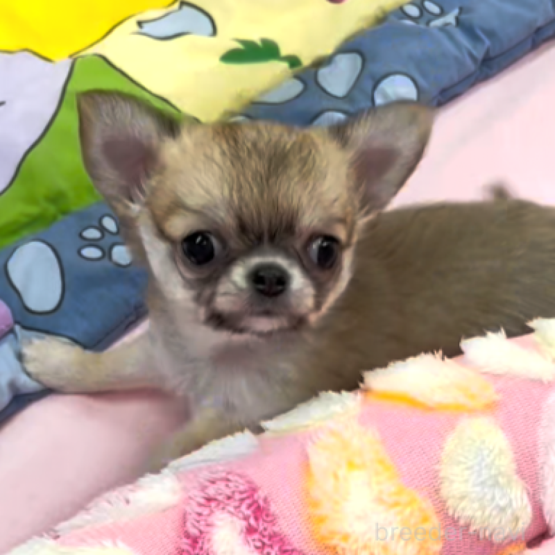 販売中の神奈川県のチワワ(ロングコート)-433258