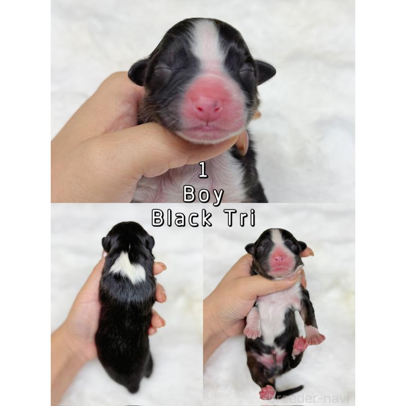 販売中の栃木県のオーストラリアンシェパード-436032の10枚目