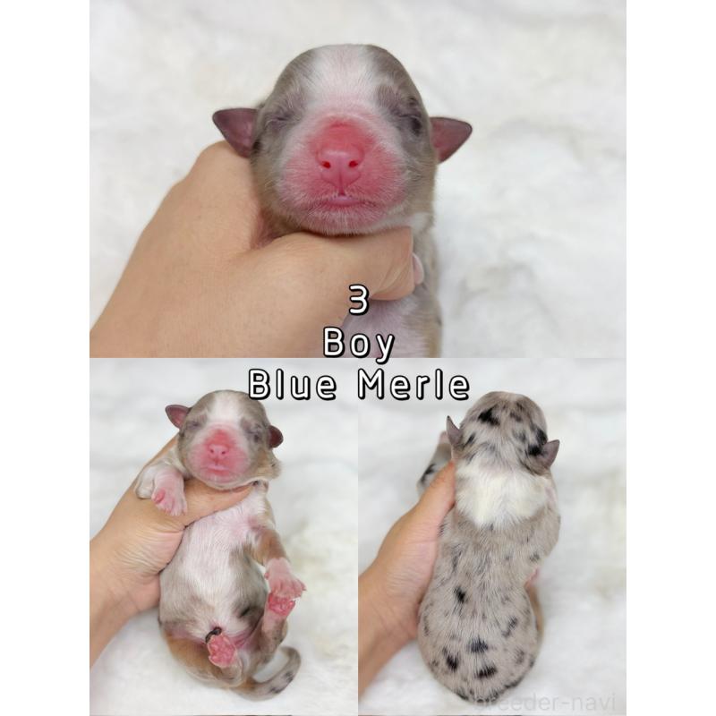 販売中の栃木県のオーストラリアンシェパード-436032の8枚目