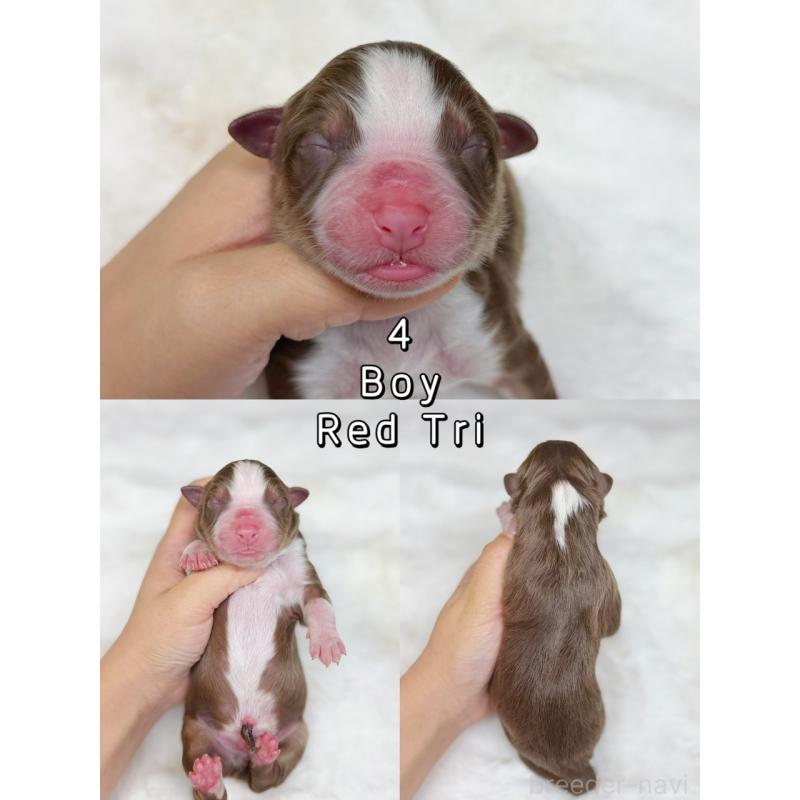 販売中の栃木県のオーストラリアンシェパード-436032の7枚目