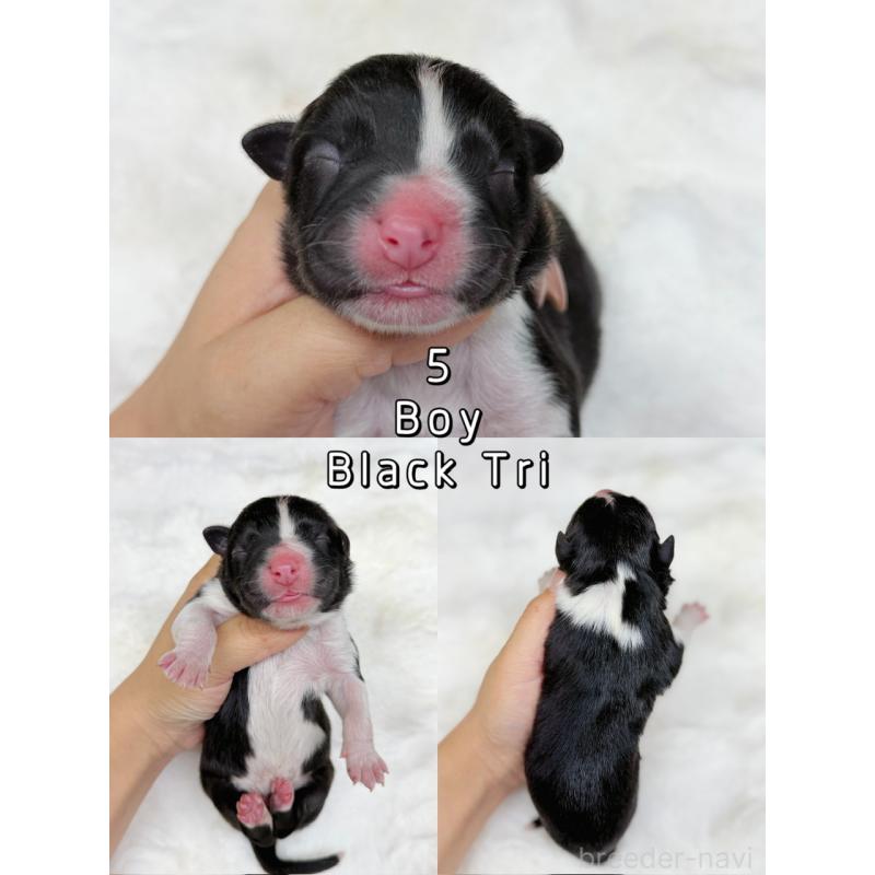 販売中の栃木県のオーストラリアンシェパード-436032の6枚目