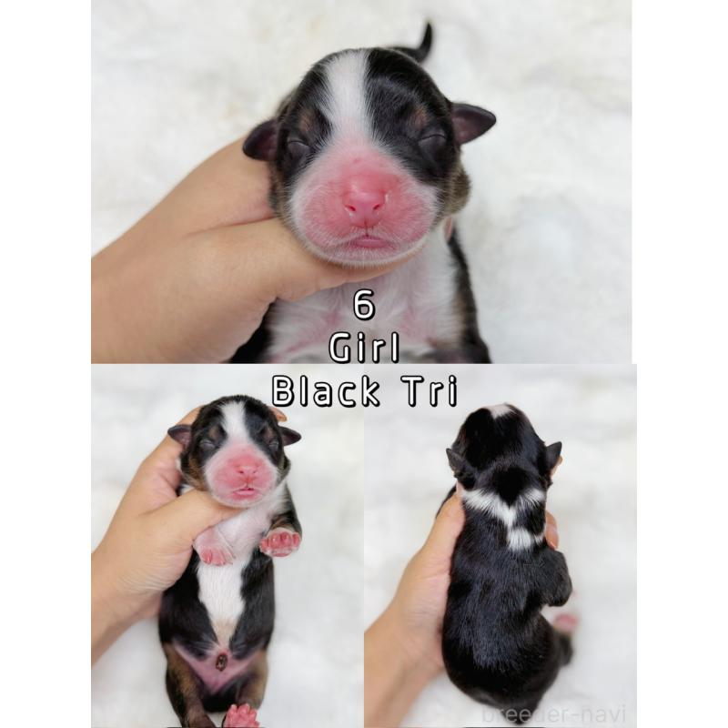 販売中の栃木県のオーストラリアンシェパード-436032の5枚目