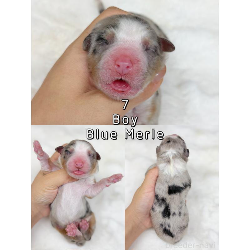 販売中の栃木県のオーストラリアンシェパード-436032の4枚目