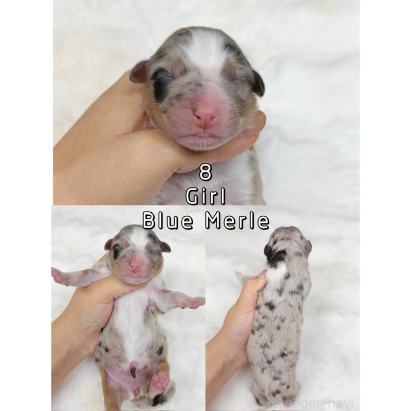 販売中の栃木県のオーストラリアンシェパード-436032の3枚目