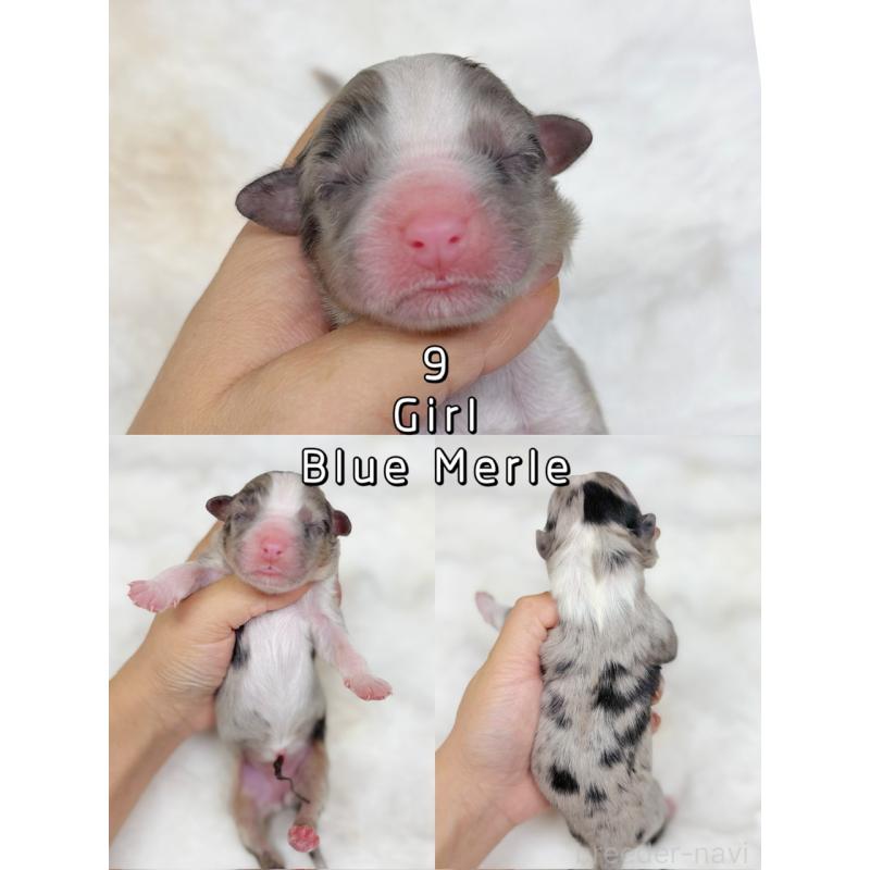 販売中の栃木県のオーストラリアンシェパード-436032の2枚目