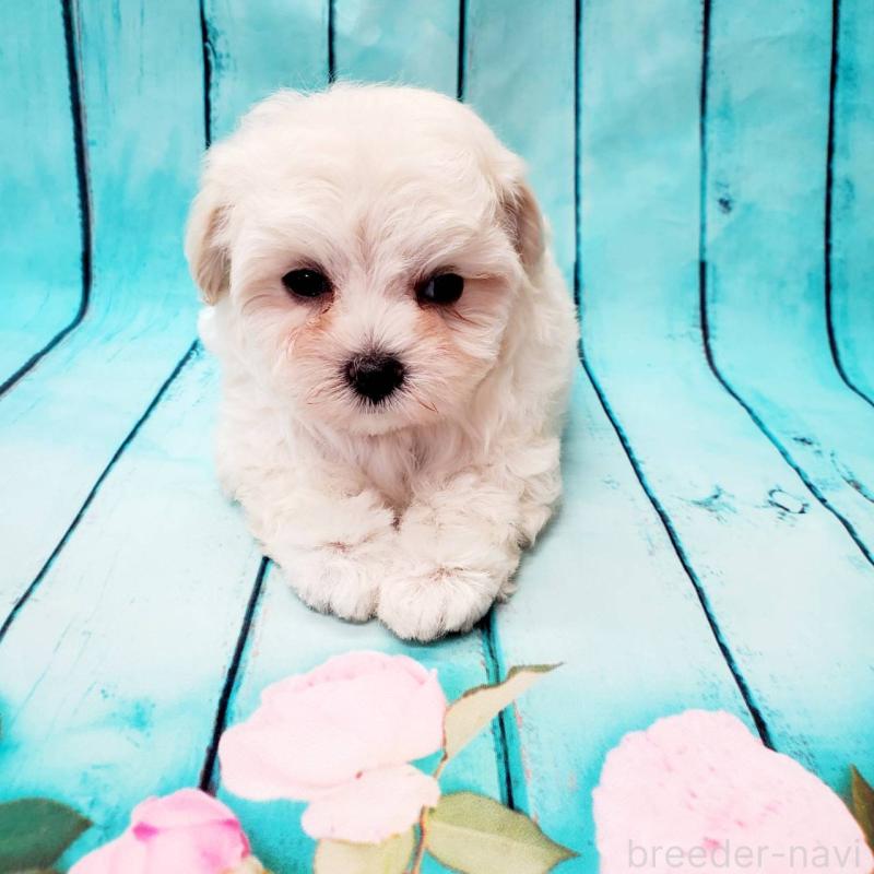 販売中の大阪府のマルプー:マルチーズ×トイプードル-414884の3枚目