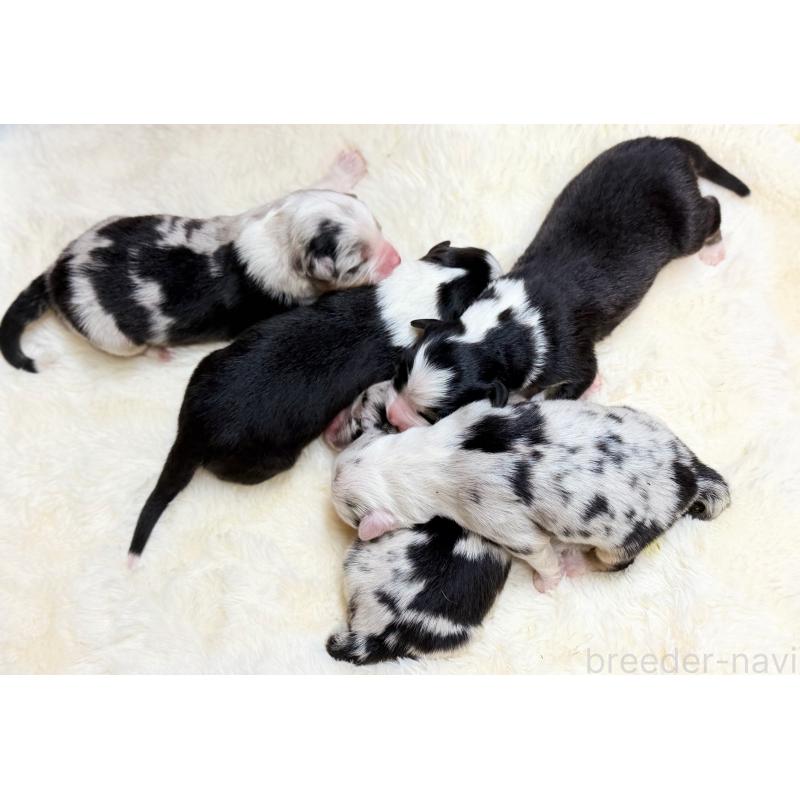 販売中の栃木県のオーストラリアンシェパード-437204