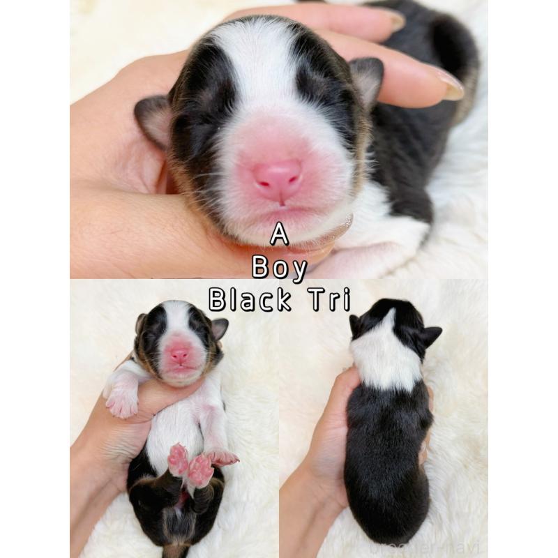 販売中の栃木県のオーストラリアンシェパード-437204の6枚目