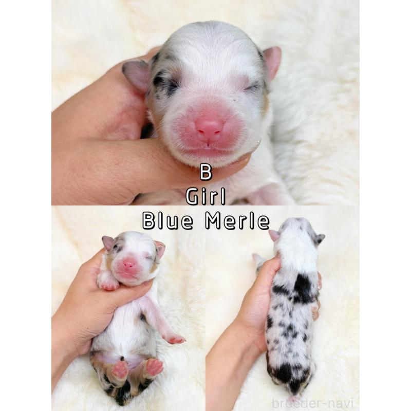 販売中の栃木県のオーストラリアンシェパード-437204の5枚目