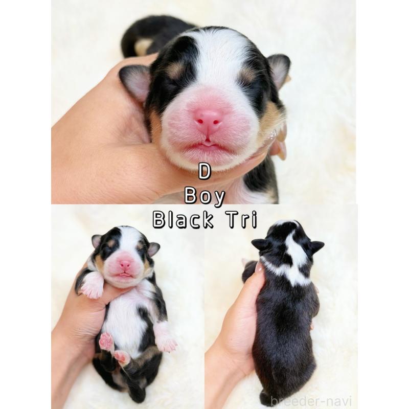 販売中の栃木県のオーストラリアンシェパード-437204の3枚目