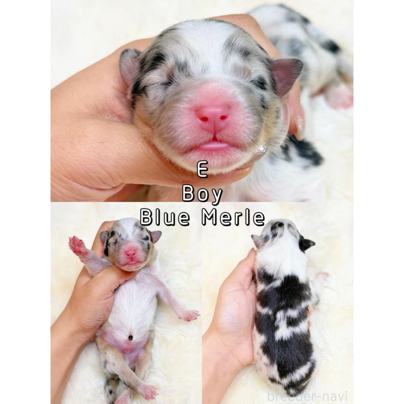 販売中の栃木県のオーストラリアンシェパード-437204の2枚目