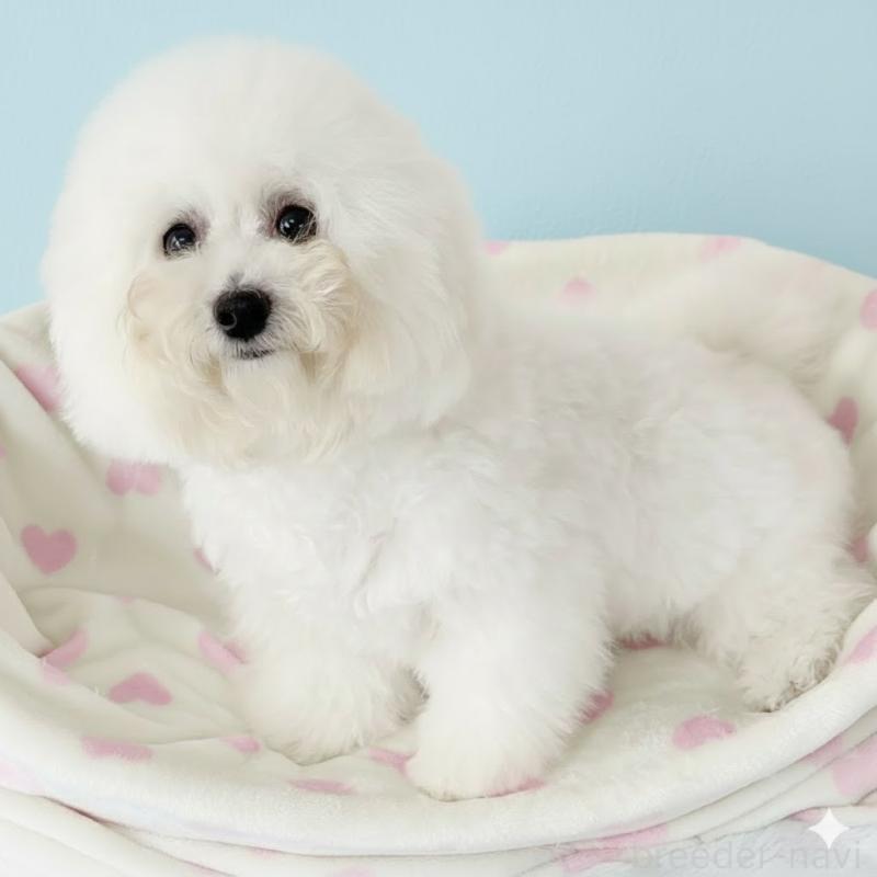 販売中の栃木県のビションフリーゼ-387352の5枚目